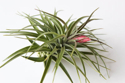 Top Air Plants For Air Plant Beginners