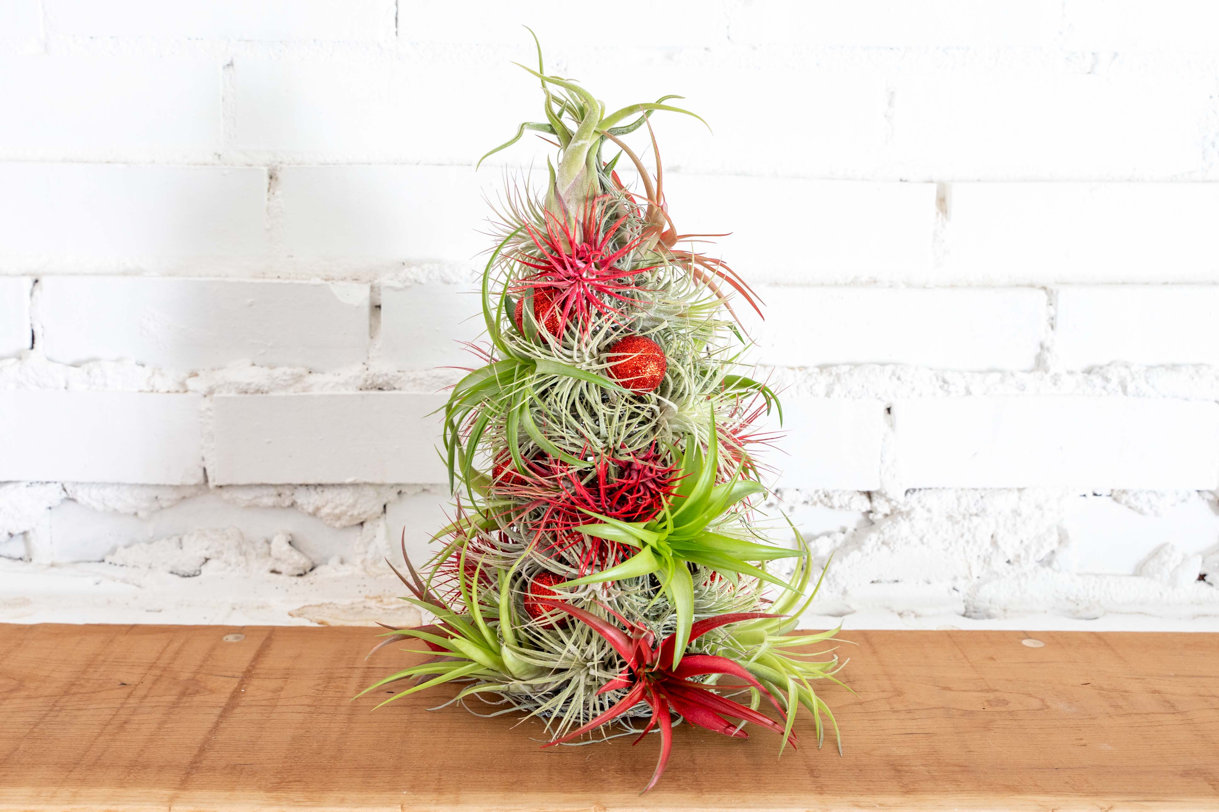 Guide to Caring for Your Air Plant Christmas Tree Air Plant Design Studio