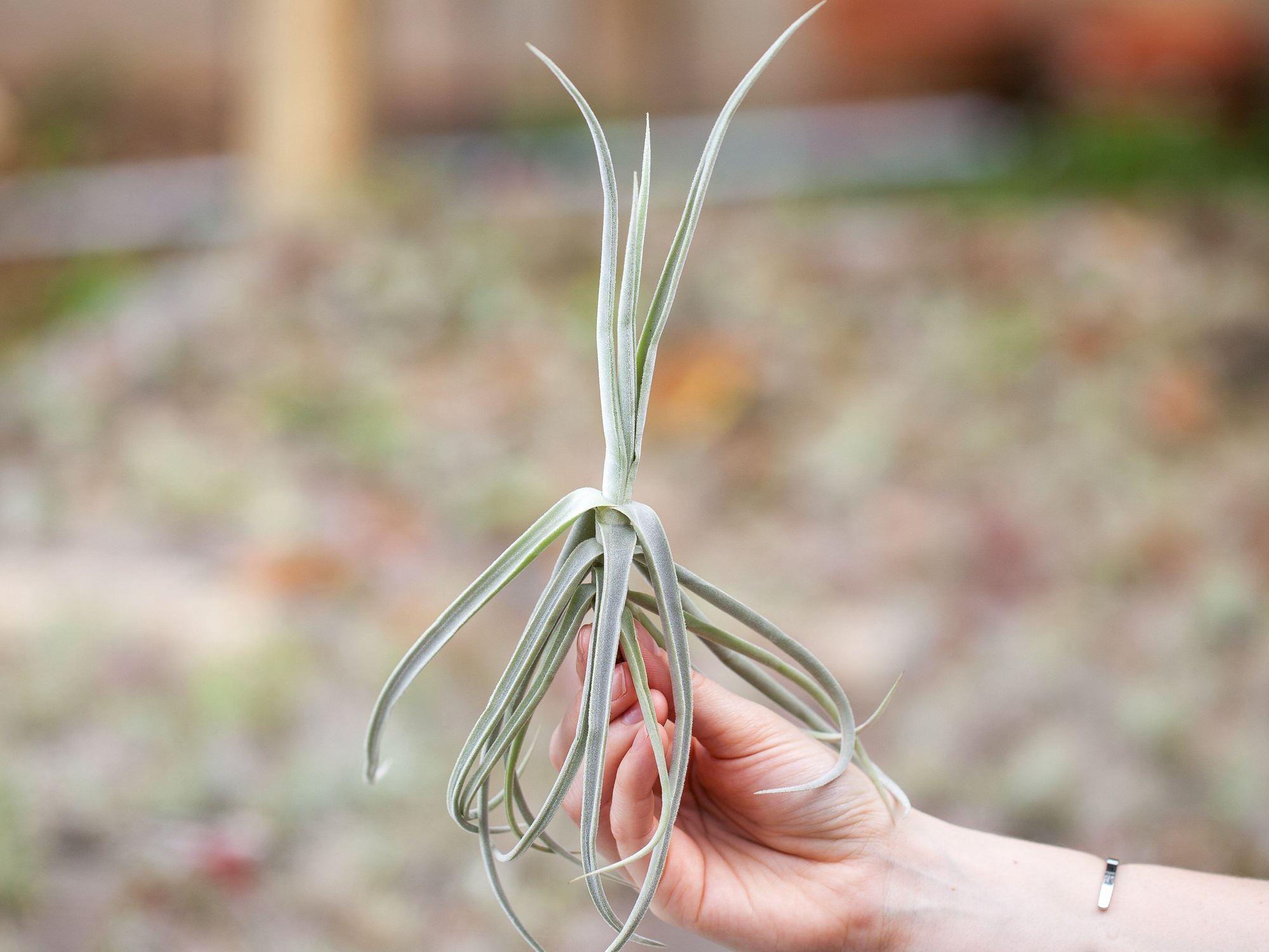 What Are Tillandsia Duratii Air Plants? – Air Plant Design Studio