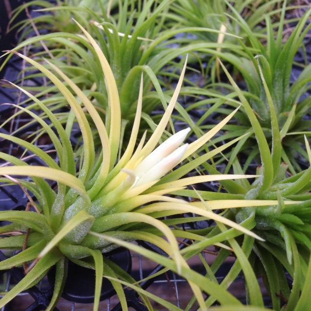 What are Tillandsia Ionantha Druid Air Plants?  Air Plant Design Studio