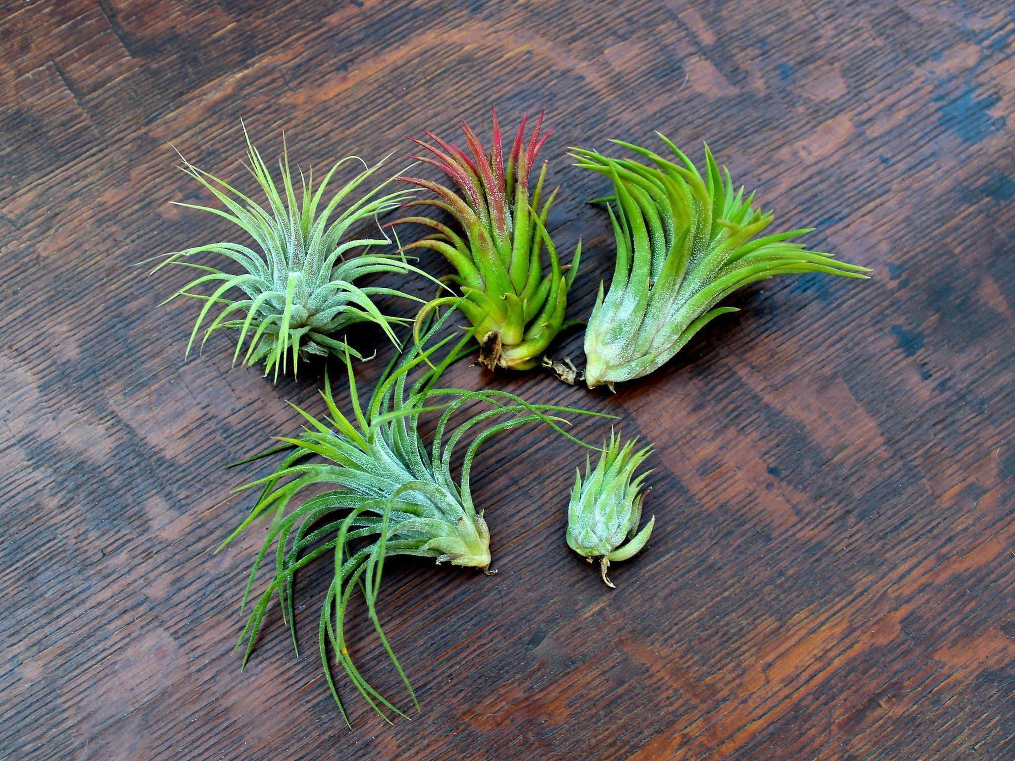 Ionantha Tillandsia Air Plant