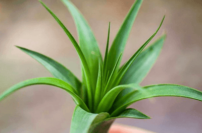 Watering Your Air Plants: Soaking