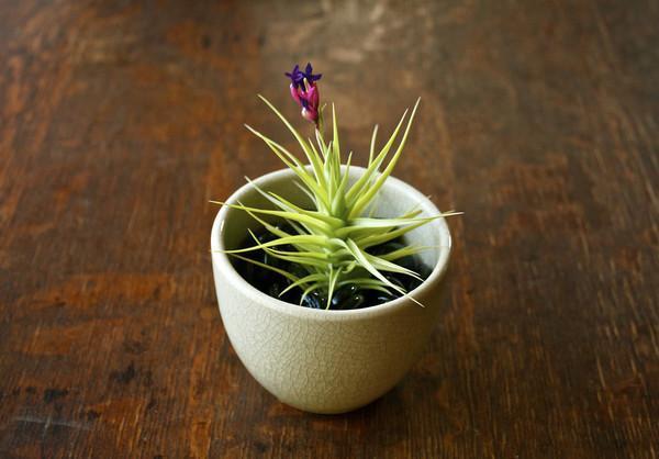 hanging air plant terrarium Air Plant  Country Elegance Florist