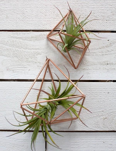Things to Avoid When Caring for Air Plants