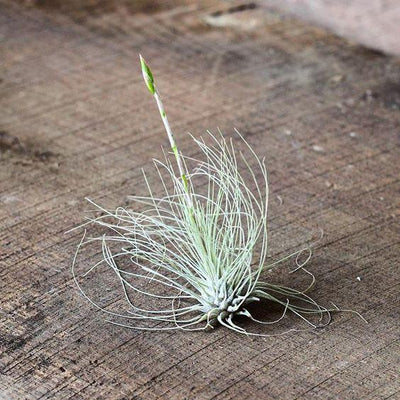 What's Wrong With My Air Plant Series: Brown Leaf Tips