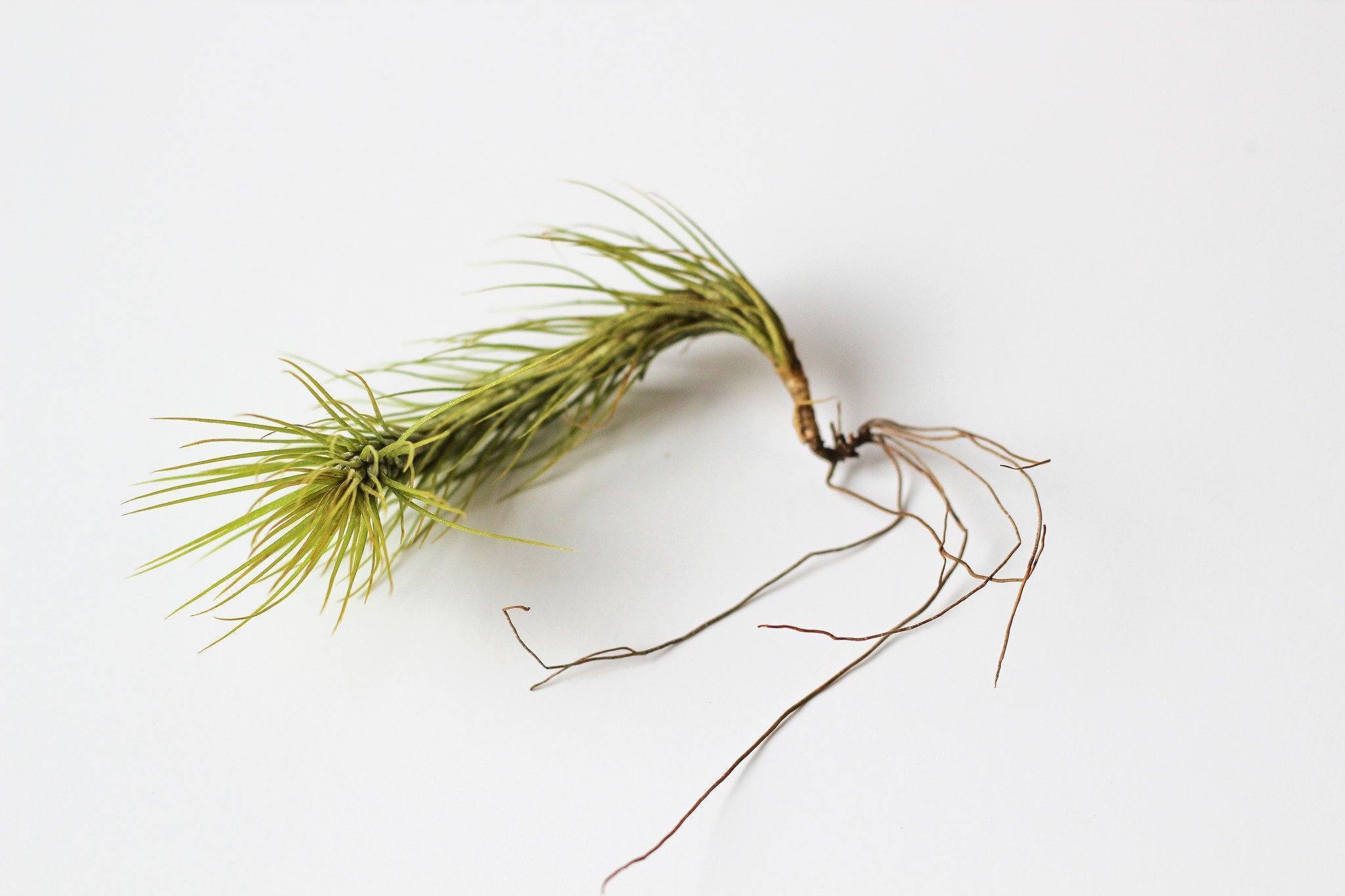 cornstalk dracaena care Cornstalk Corn Plant| Easy Care Indoor Corn Plant