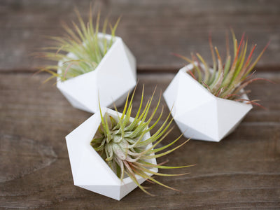 Air Plants & Corporate or Event Gifts