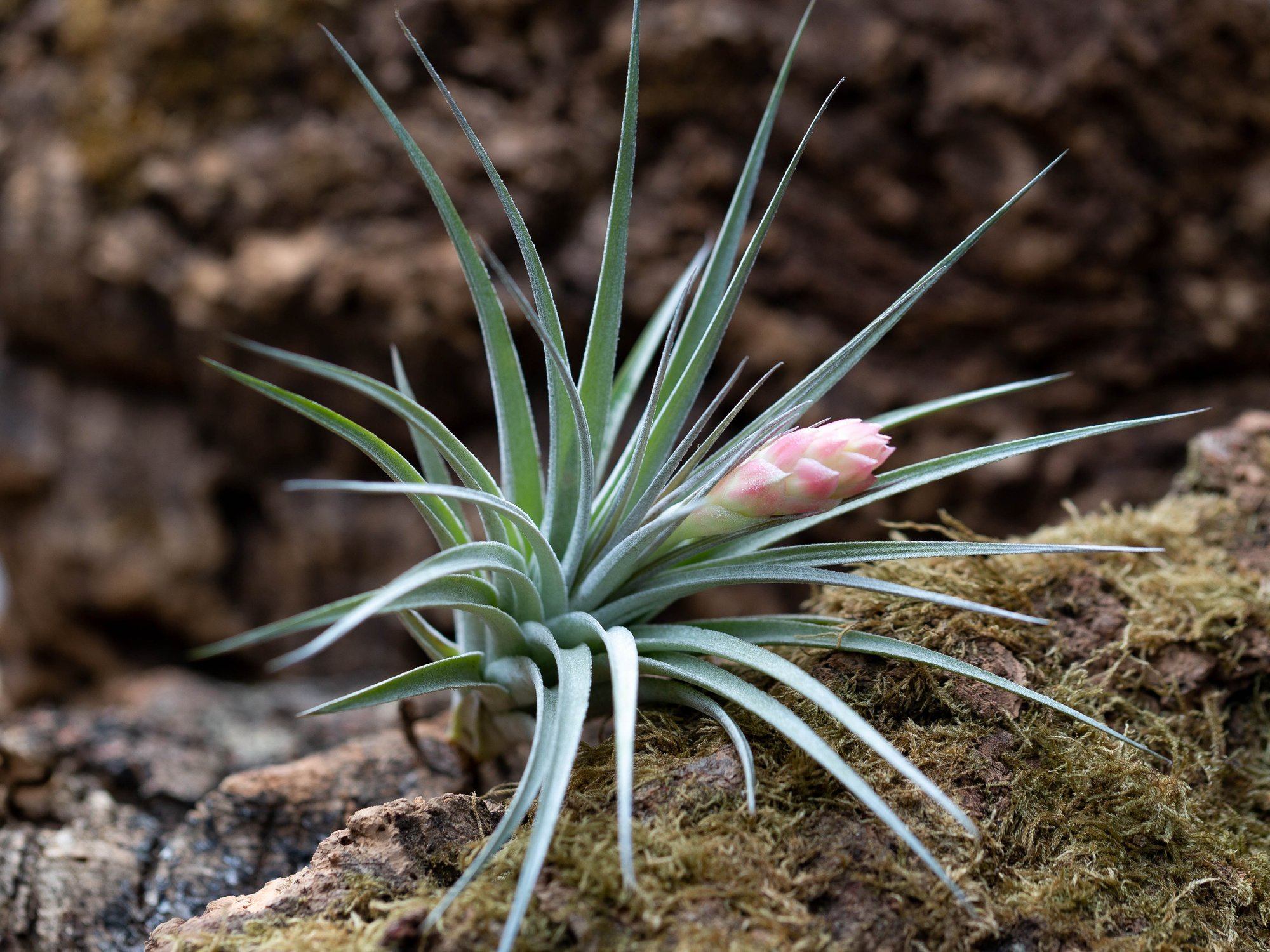 5 Interesting Facts About Tillandsia Hybrid Air Plants – Air Plant