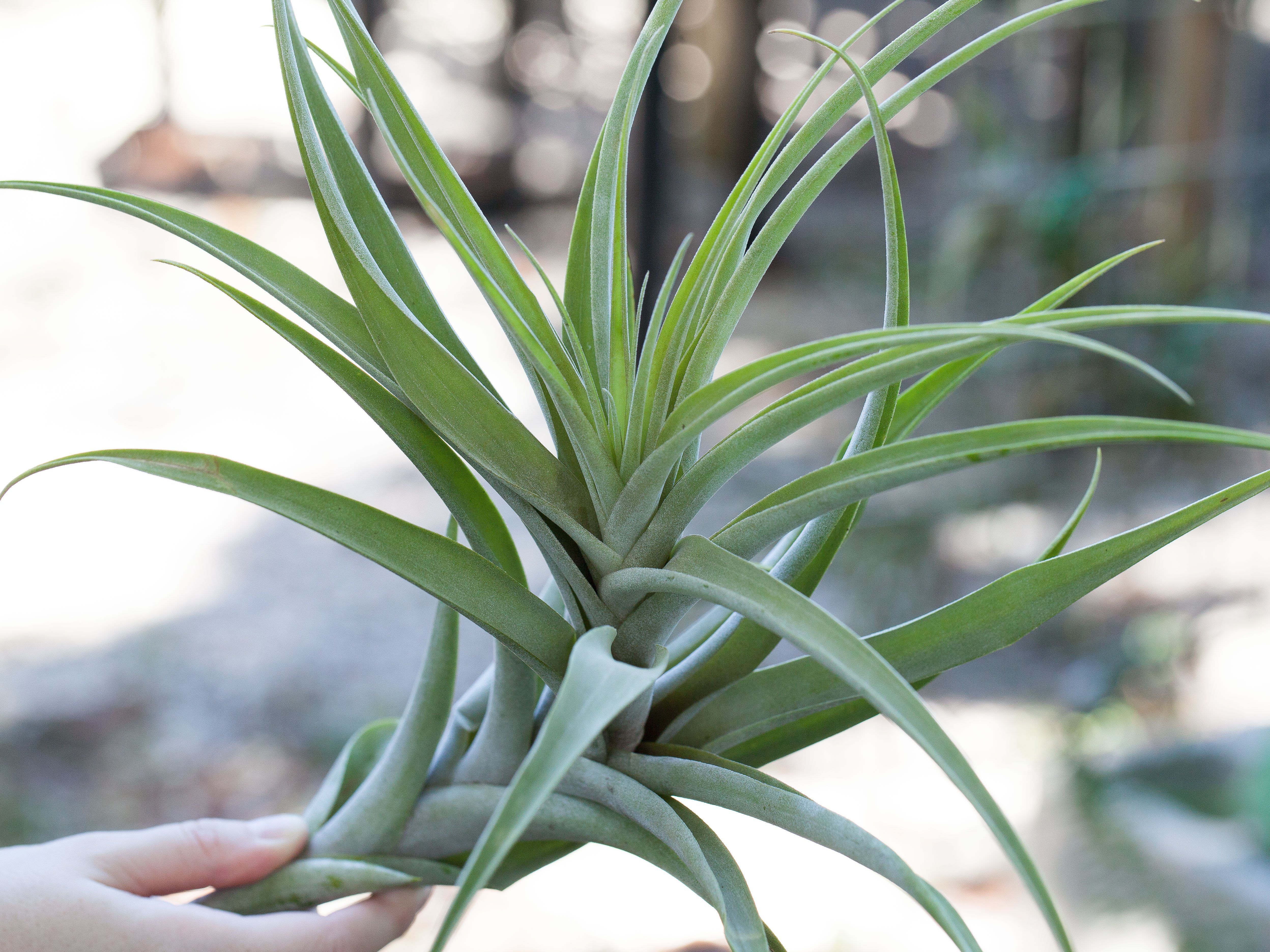 What are Tillandsia Latifolia Air Plants? – Air Plant Design Studio