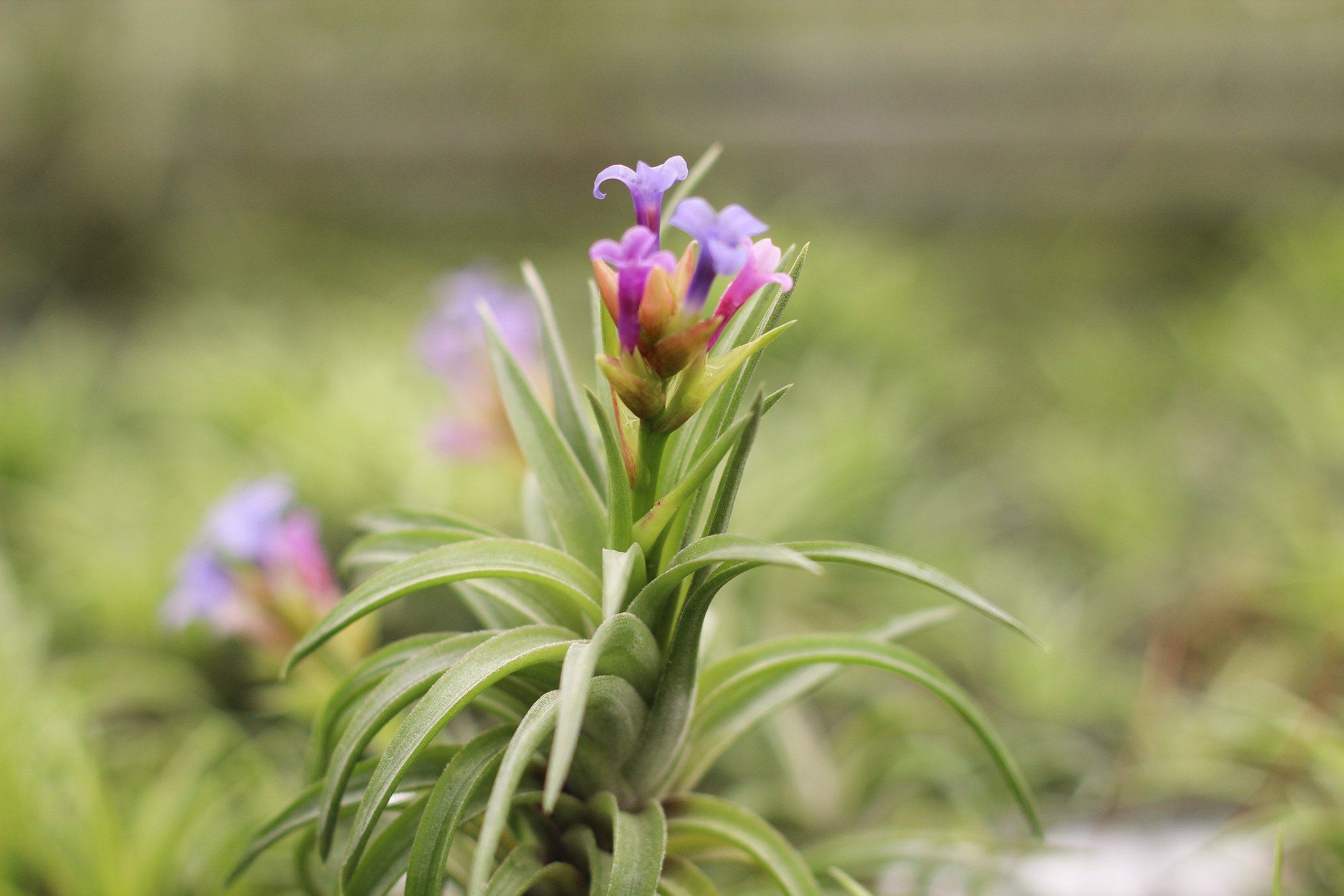 Everything About Blooming Tillandsia Air Plants  Air Plant Design Studio