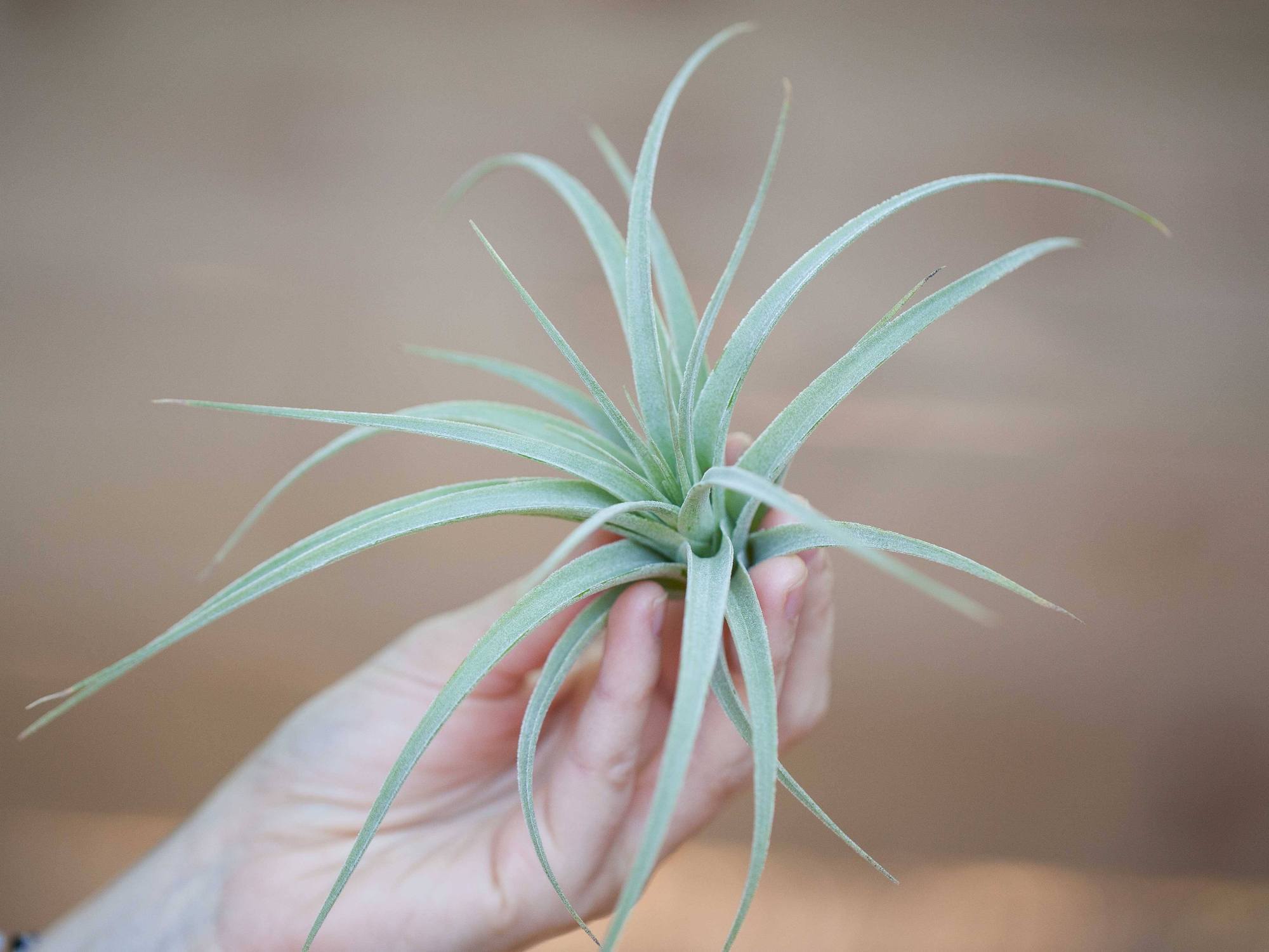 What Are Tillandsia Pohliana Air Plants? – Air Plant Design Studio