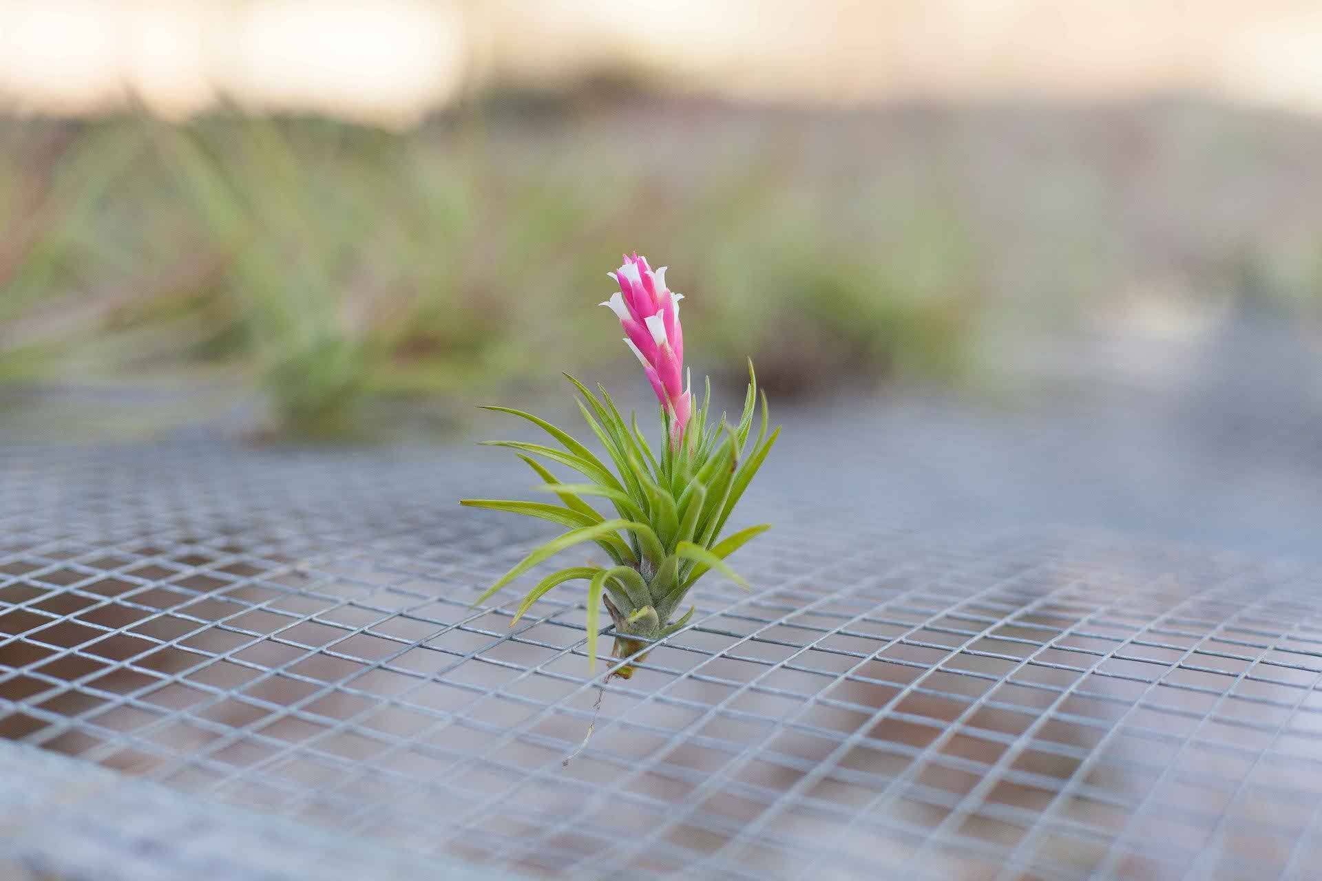 What are Tillandsia Tenuifolia Air Plants? – Air Plant Design Studio