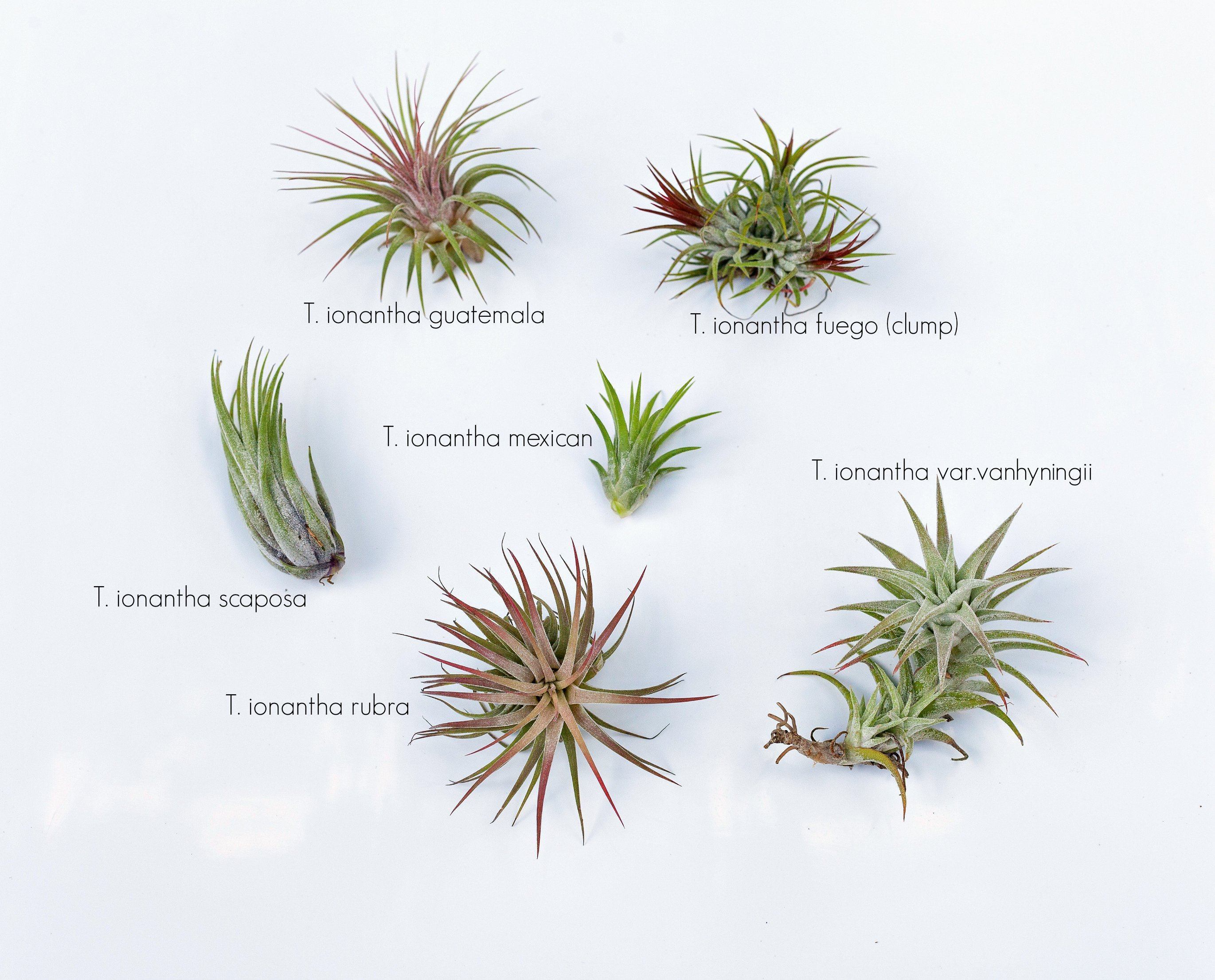 Tillandsia Ionantha Air Plants Varieties and Forms – Air Plant
