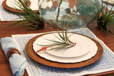 Setting the Table With Air Plants