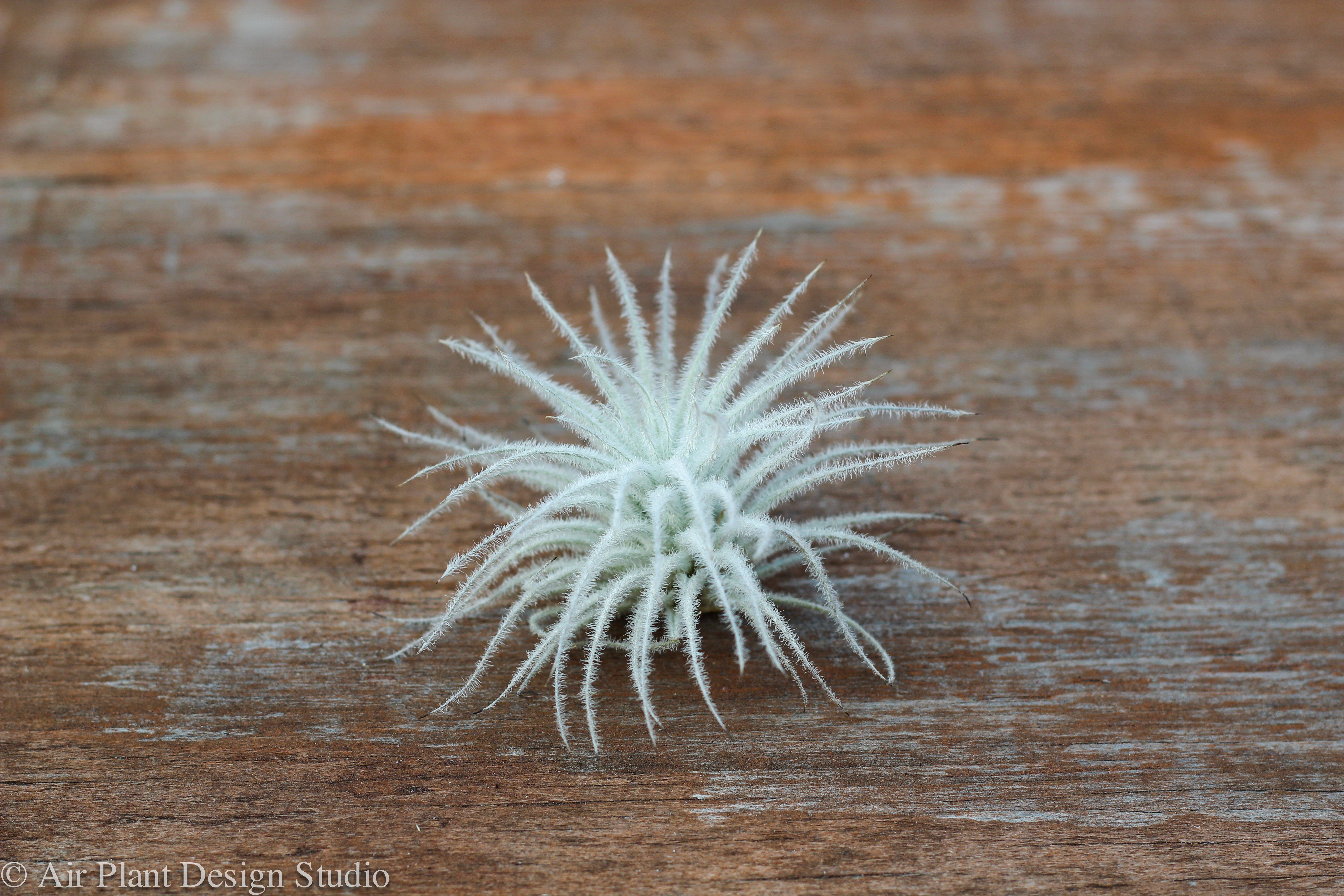 New, Rare & Limited Stock Air Plants – Air Plant Design Studio