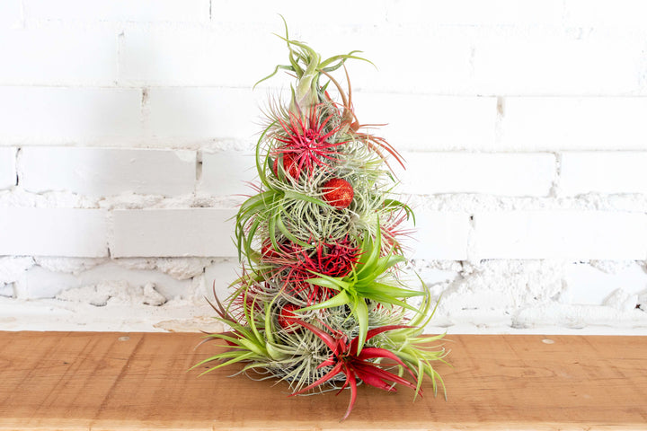 BULK DISCOUNT PRE-ORDER: 12 Inch Tall Handmade Air Plant Christmas Tree with 50 Living Tillandsias