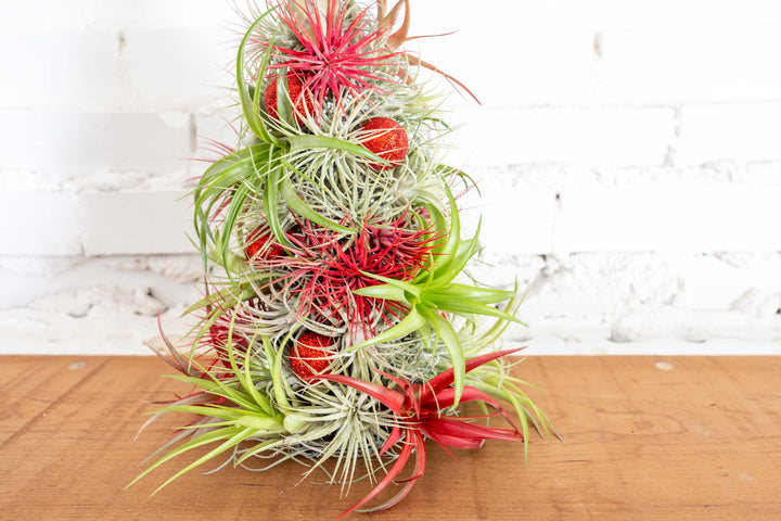 BULK DISCOUNT PRE-ORDER: 12 Inch Tall Handmade Air Plant Christmas Tree with 50 Living Tillandsias