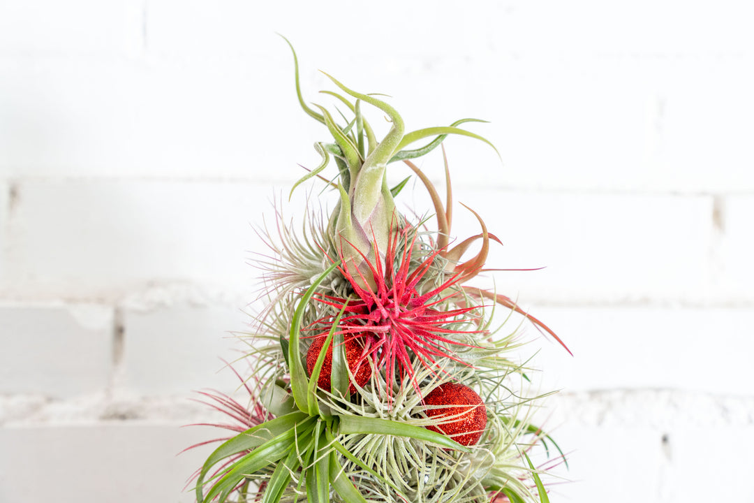 BULK DISCOUNT PRE-ORDER: 12 Inch Tall Handmade Air Plant Christmas Tree with 50 Living Tillandsias