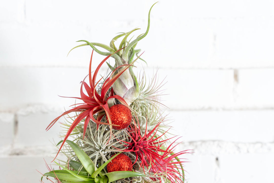 BULK DISCOUNT PRE-ORDER: 12 Inch Tall Handmade Air Plant Christmas Tree with 50 Living Tillandsias