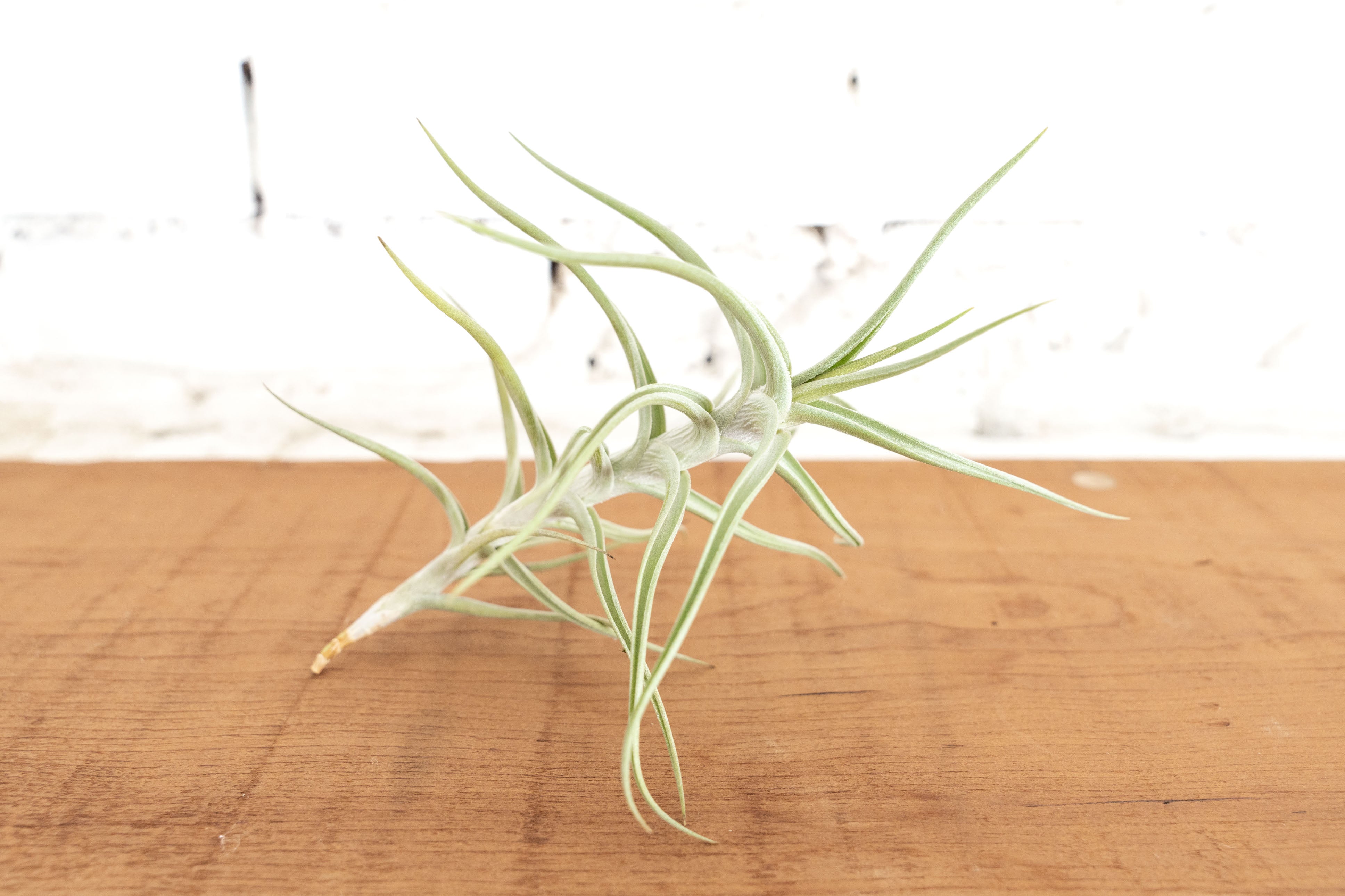 where do air plants originate from Tillandsia Diaguitensis Air Plant