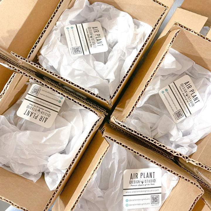 Wholesale: Air Plant Care Cards - For Your Customers