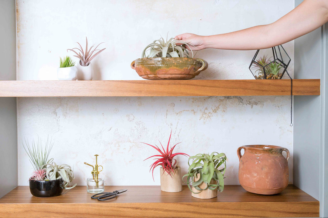 built in wooden shelves loaded with tillandsia air plant displays