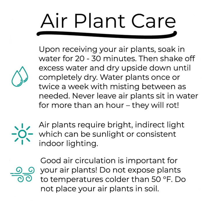Wholesale: Air Plant Care Cards - For Your Customers