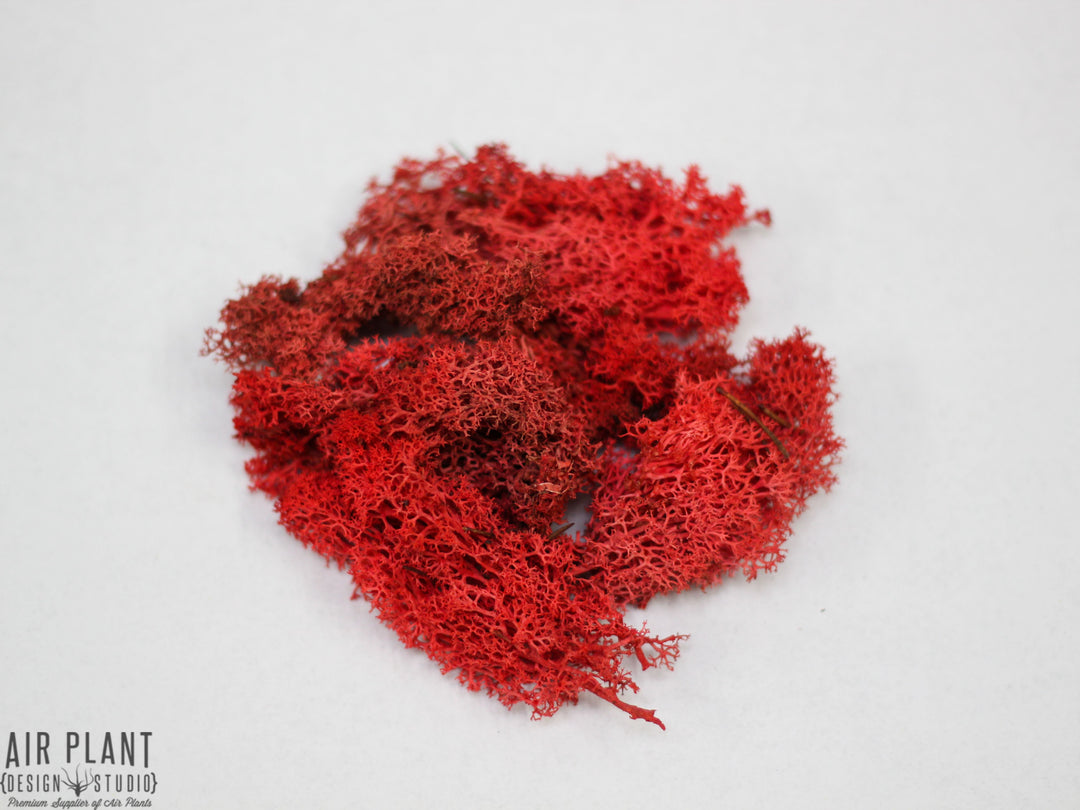 Wholesale: Red Reindeer Moss
