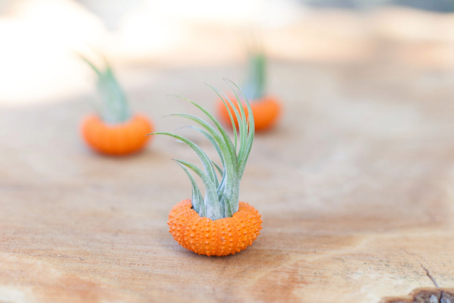 Tillandsia Air Plant Pumpkin Sea Urchin Orange Ionantha Halloween Fall