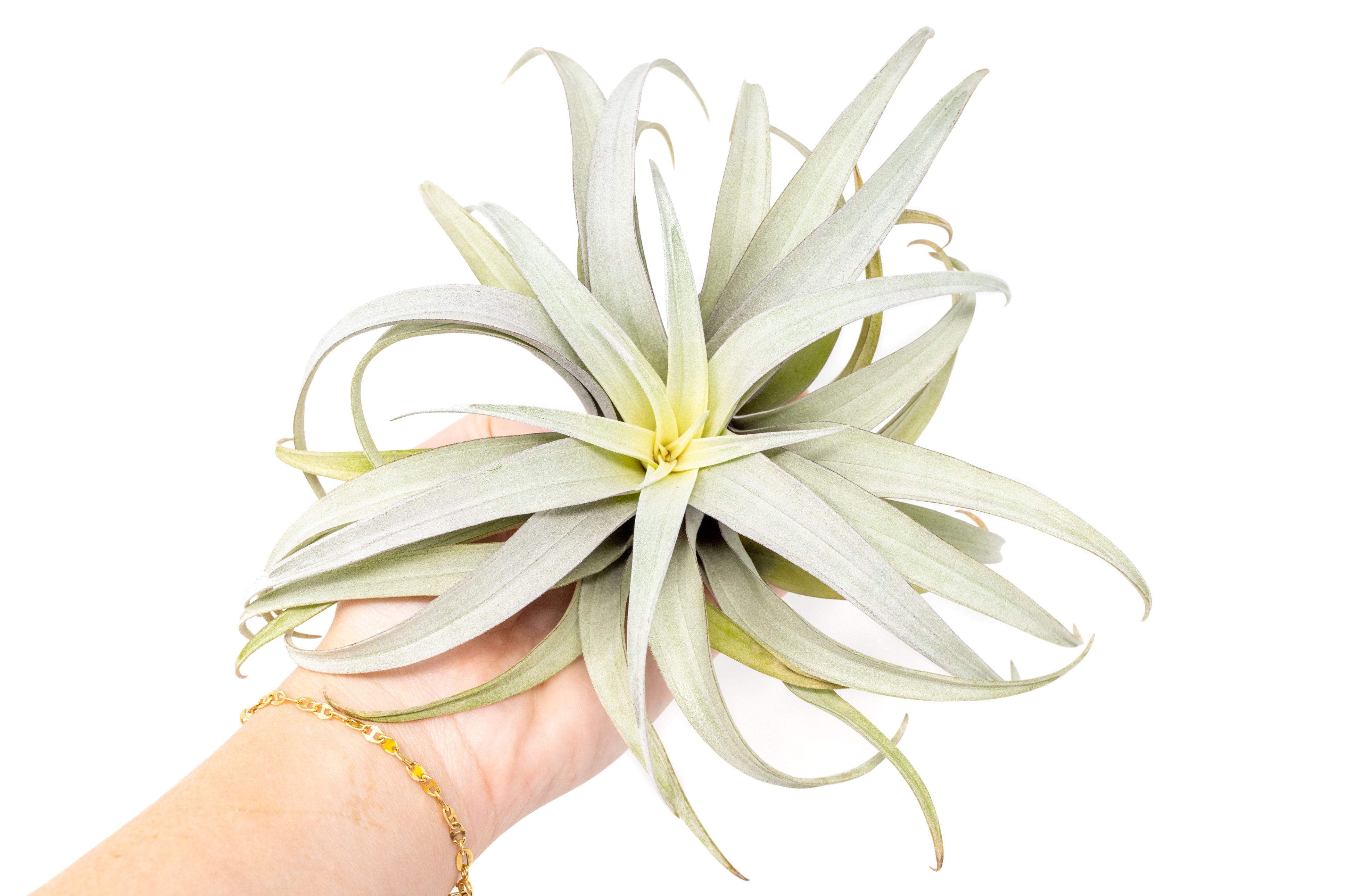 mountain air chicken plant Tillandsia Capitata Yellow Star Air Plant