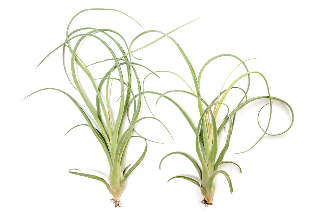 Wholesale: Tillandsia Curly Slim Air Plant (T. intermedia x T. streptophylla) - Large Variant