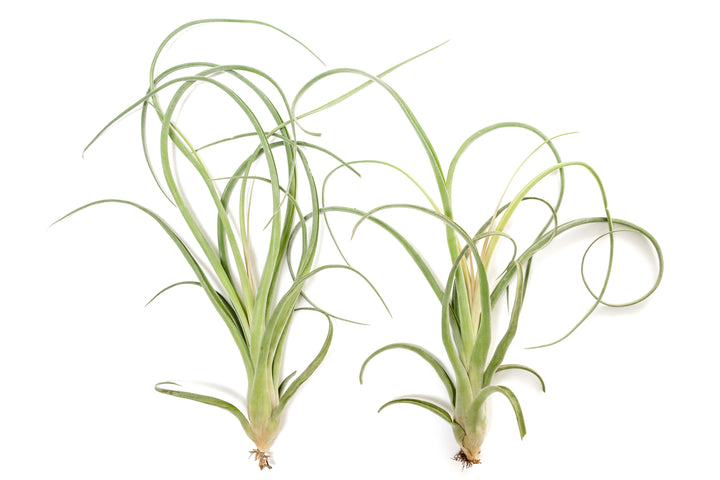 Wholesale: Tillandsia Curly Slim Air Plant (T. intermedia x T. streptophylla) - Large Variant