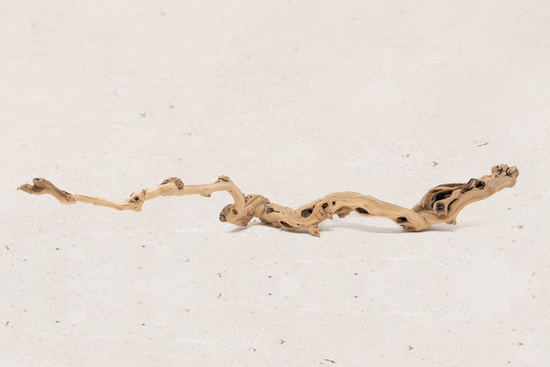 medium single branch grapewood