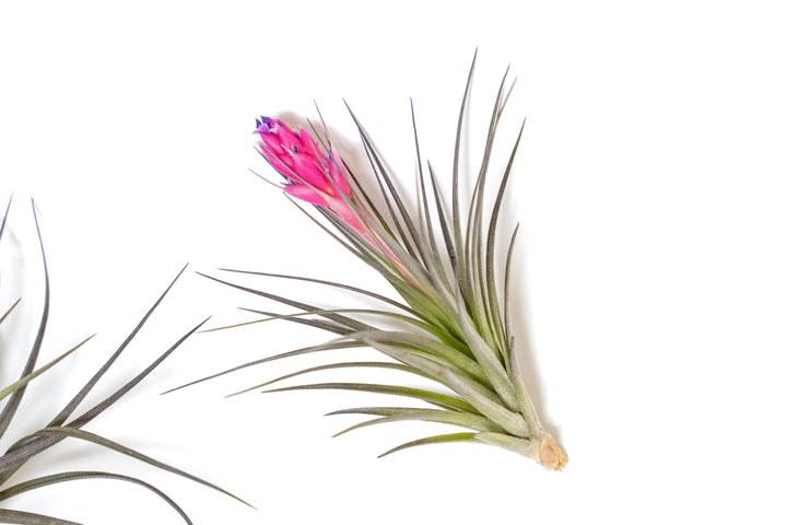 Tillandsia 'Midnight' Stricta Air Plant