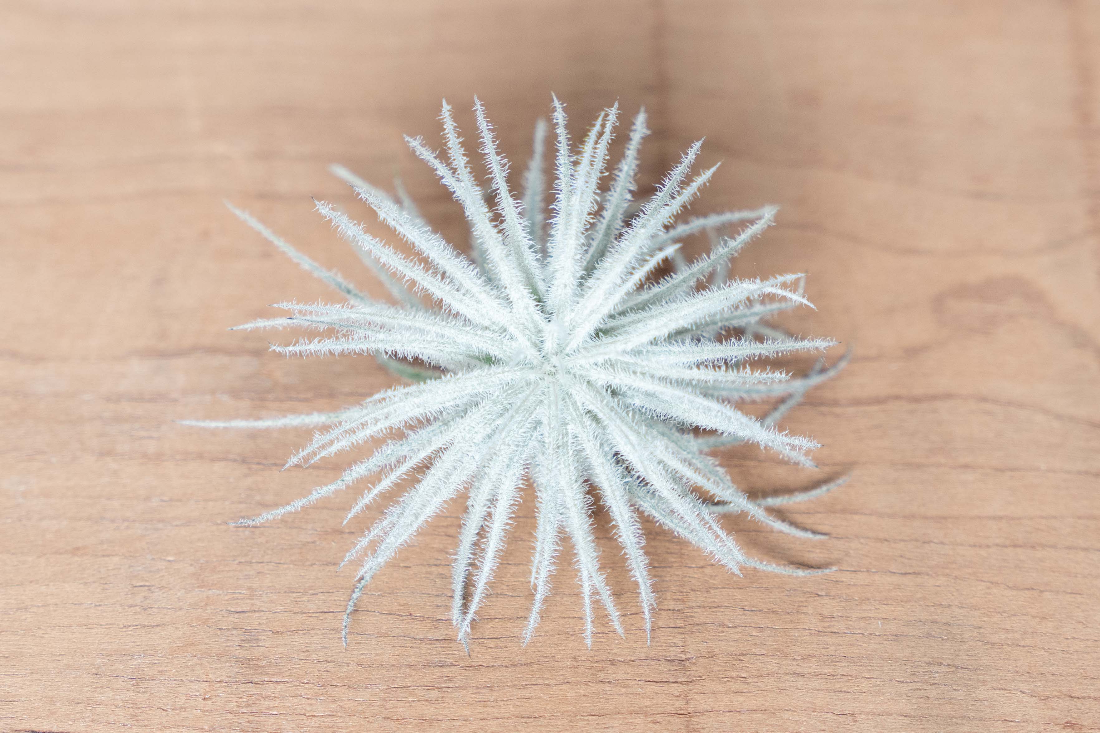 tillandsia tectorum ecuador air plants Mini Tillandsia Tectorum Ecuador Air Plants – Air Plant Design Studio