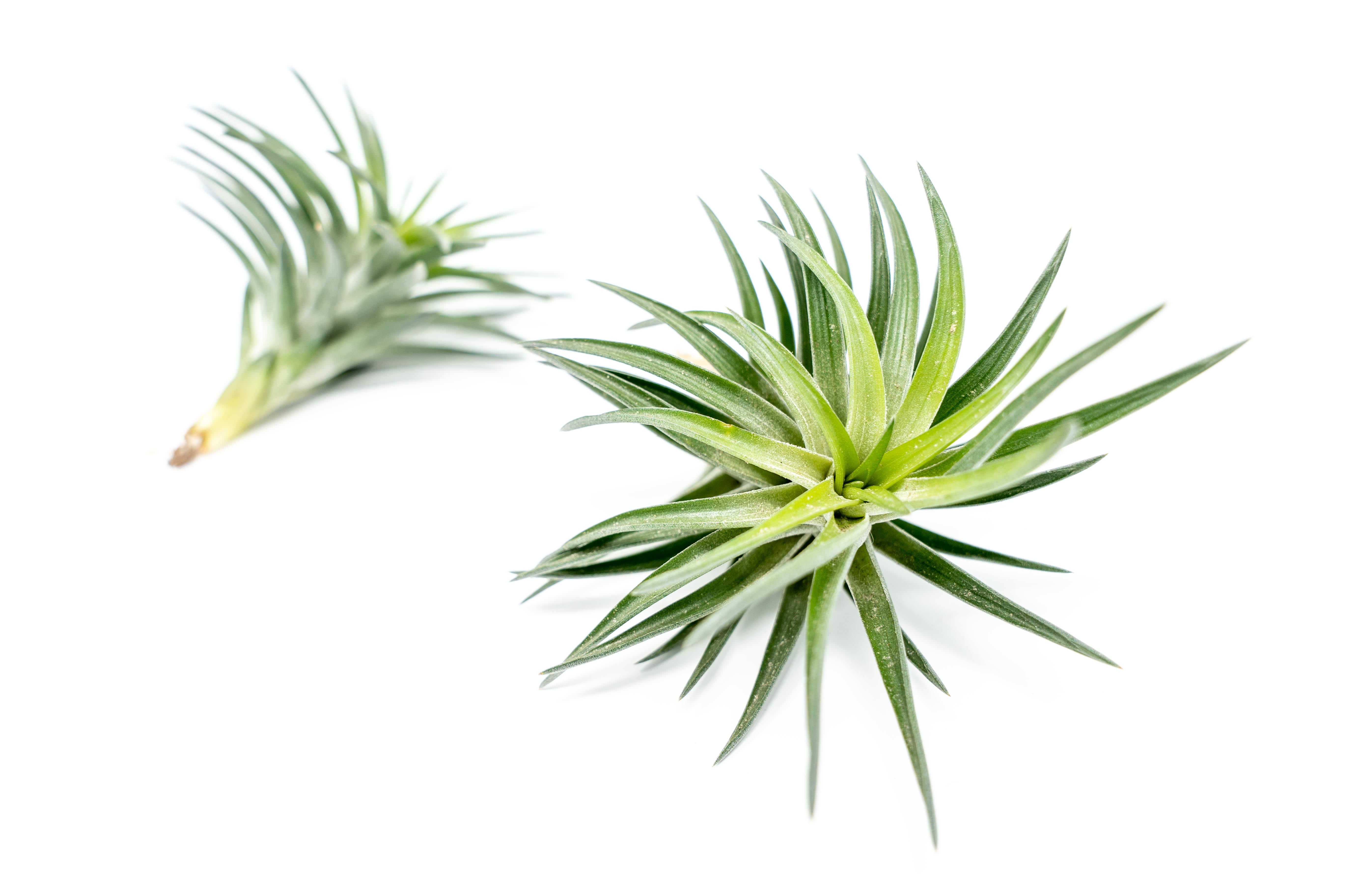 Tillandsia Neglecta Air Plants – Air Plant Design Studio