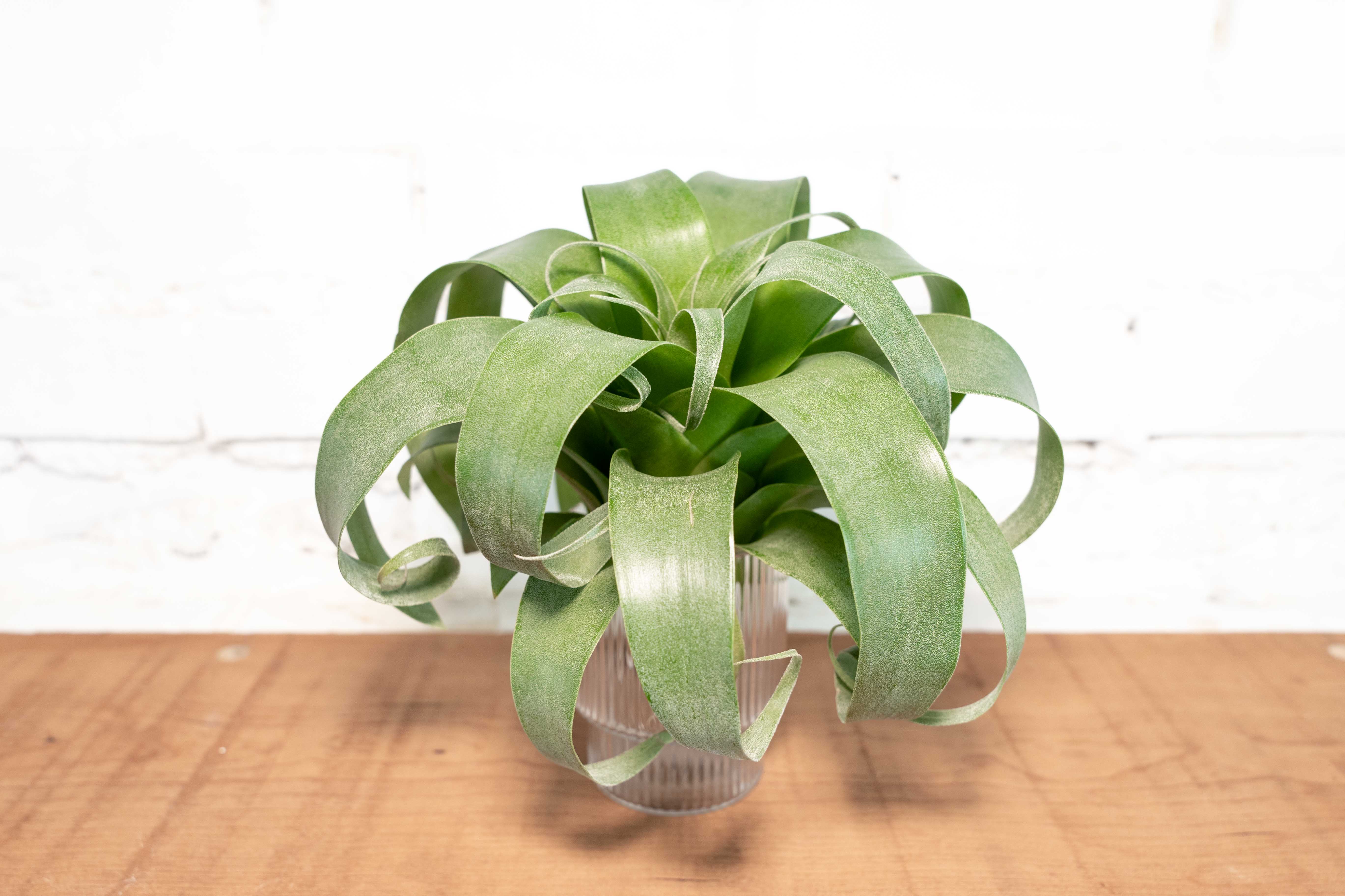 Tillandsia_Air_Plant_Samantha_