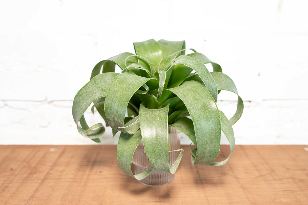 Hybrid Tillandsia Samantha 'T. mooreana X kalmbacheri'