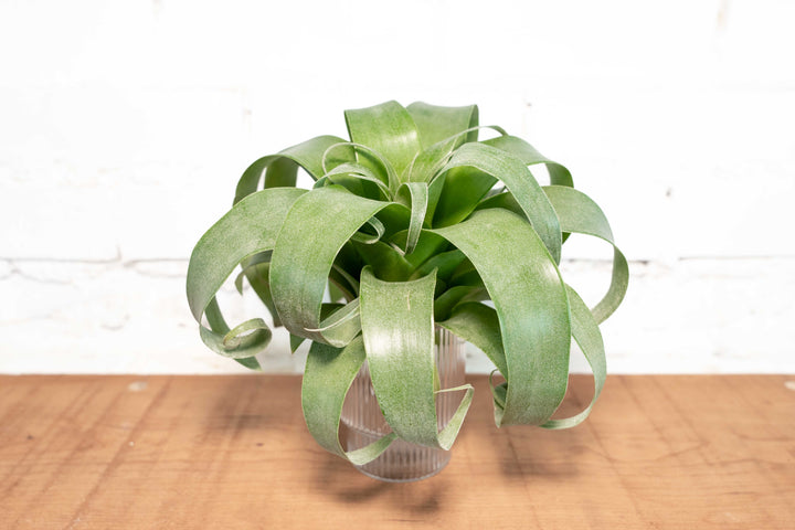 Hybrid Tillandsia Samantha 'T. mooreana X kalmbacheri'