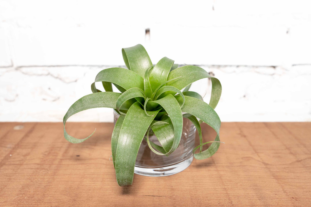 Hybrid Tillandsia Samantha 'T. mooreana X kalmbacheri'