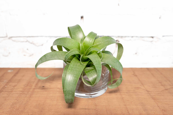 Hybrid Tillandsia Samantha 'T. mooreana X kalmbacheri'