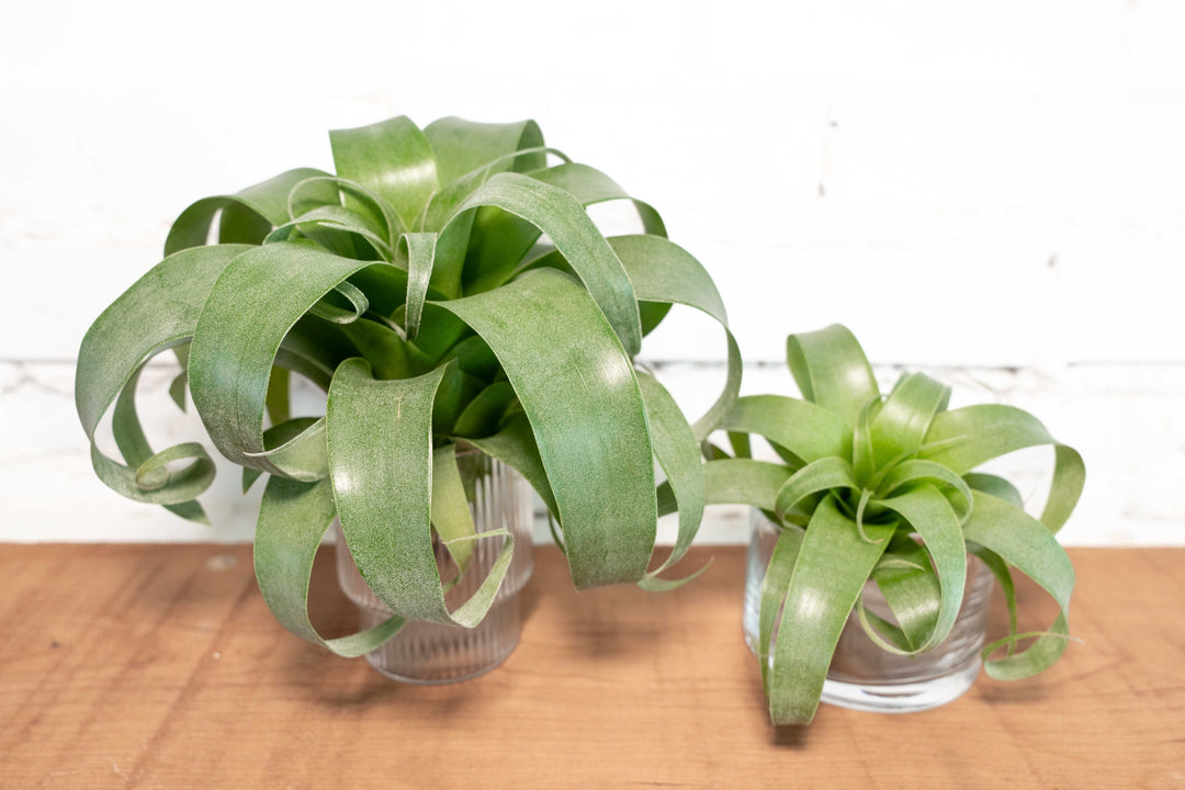 Hybrid Tillandsia Samantha 'T. mooreana X kalmbacheri'