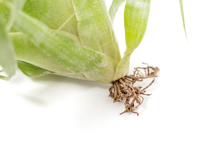 Hybrid Tillandsia Samantha 'T. mooreana X kalmbacheri'