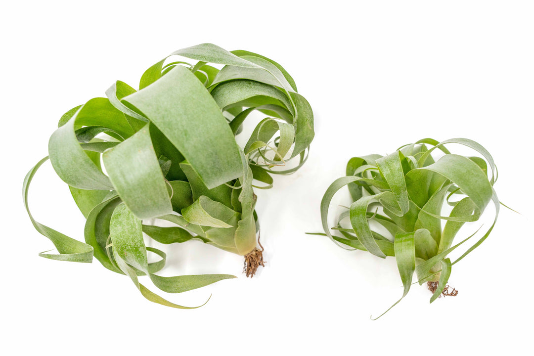 Hybrid Tillandsia Samantha 'T. mooreana X kalmbacheri'