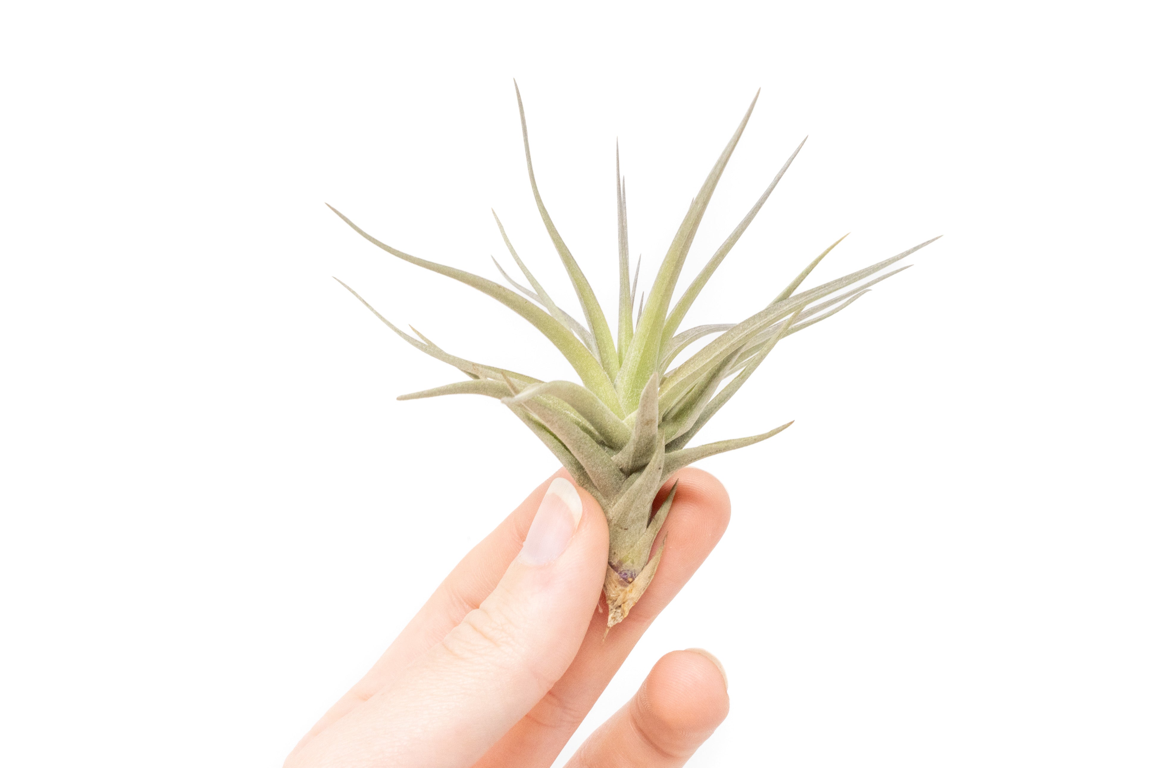 Tillandsia Tenuifolia 'Bronze' Air Plants – Air Plant Design Studio