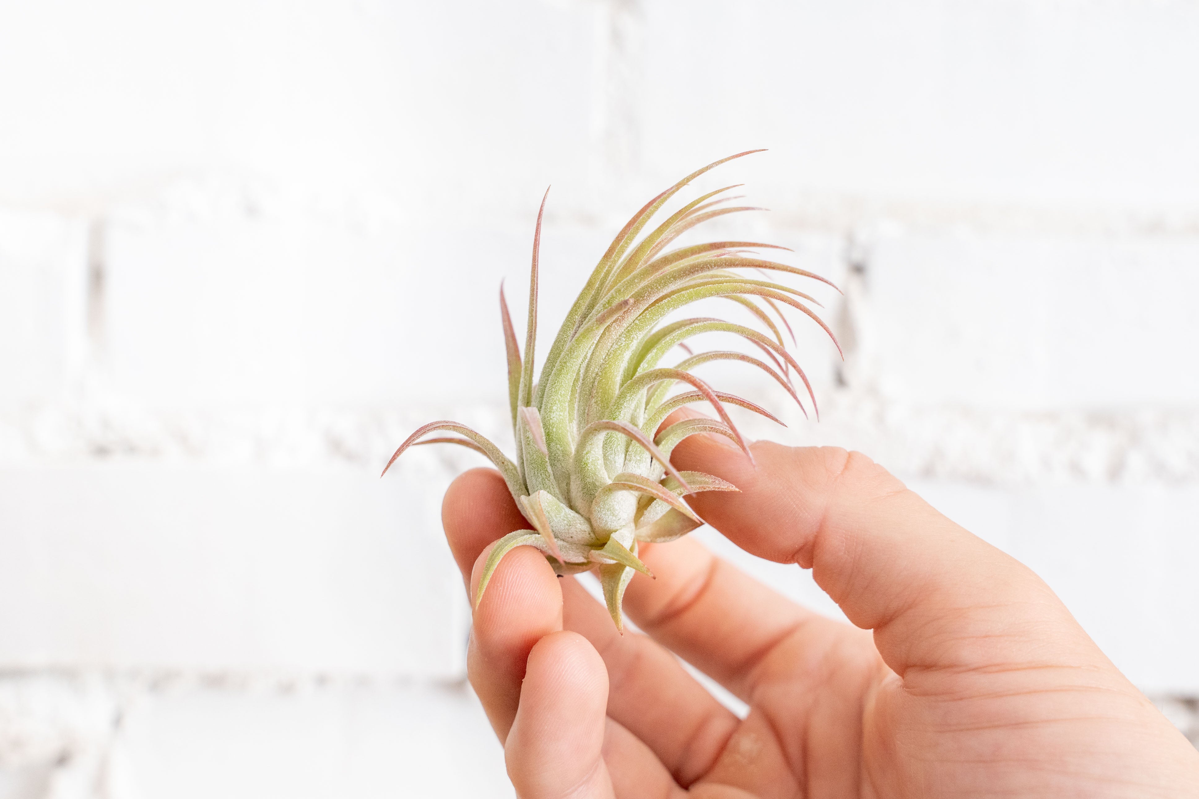 tillandsia cyanea air plant Tillandsia Ionantha Rubra Air Plants