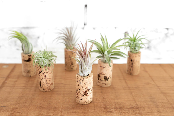 Wine Cork Planter with Tillandsia Air Plants
