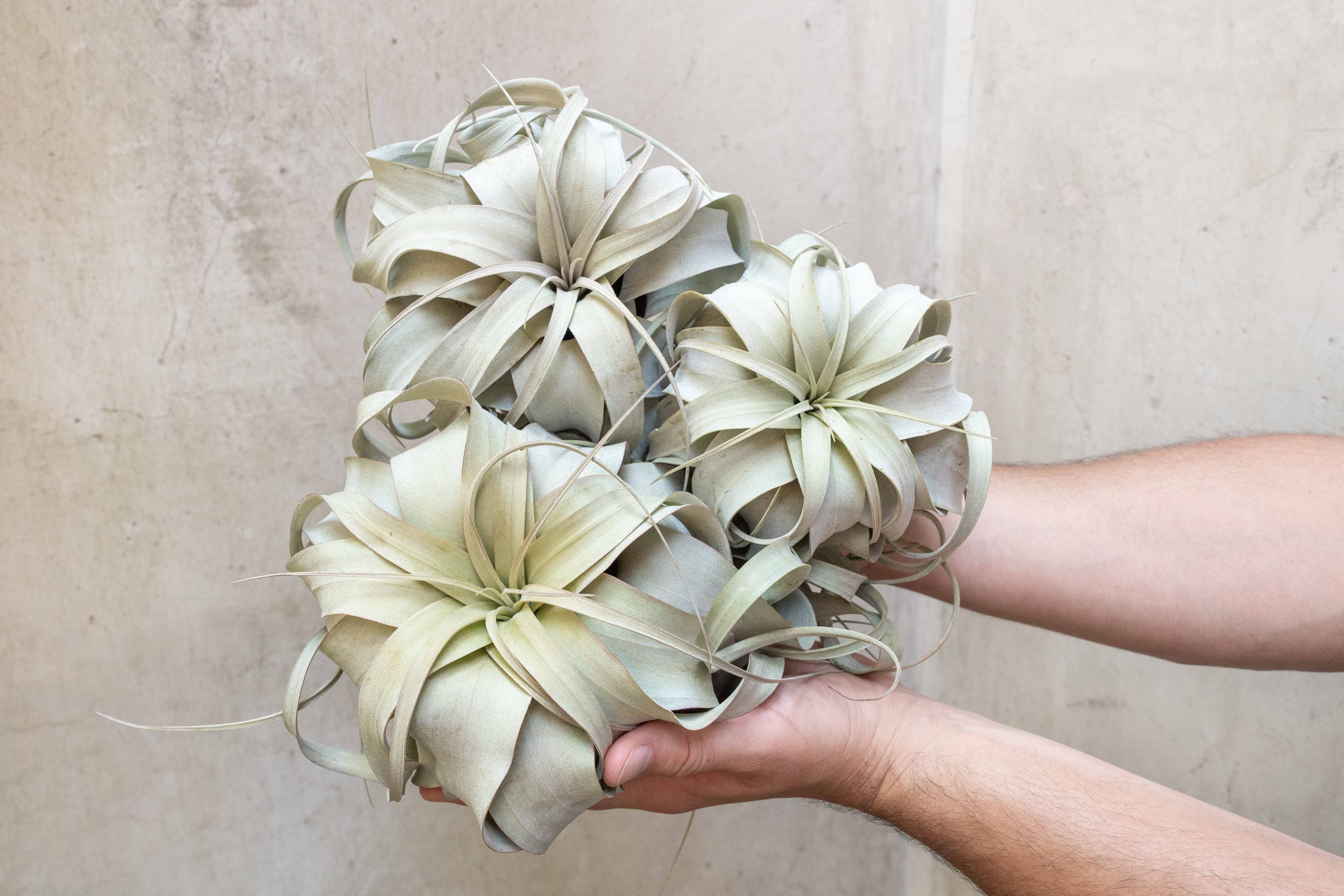 Tillandsia Xerographica Air Plants - 3 Pack – Air Plant Design Studio