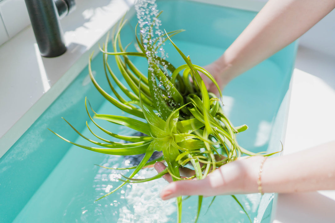 tillandsia capitata salmon being watered from the kitchen sink faucet