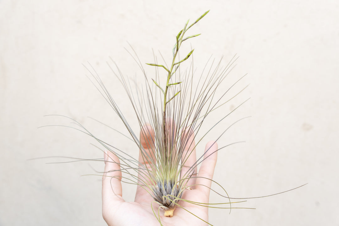 Wholesale: Tillandsia Filifolia Air Plants